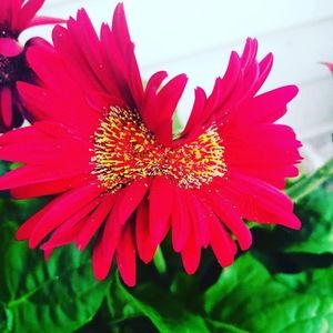 Meet your Posher, Sheila